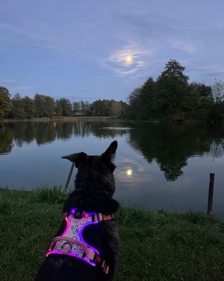 Procházka při měsíčku. S blížící se zimou ubývá světla na procházky, ale s potrojem LumiPaws to nevadí, psa vždy skvěle...