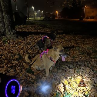 Pořádná baterka se na podzim hodí! 🔦💩👀 #aromin #podzim #podzimniprochazka #fall